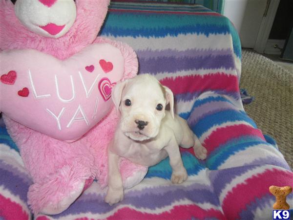 Puppies in KY